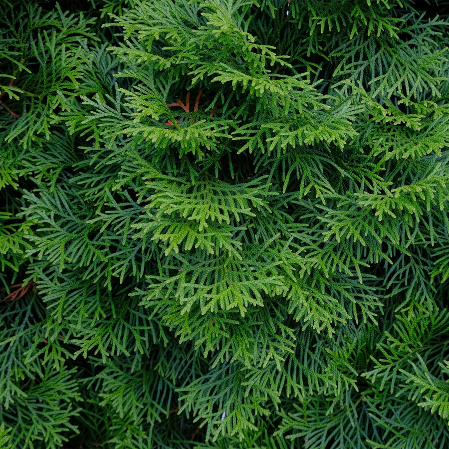 Thuja occidentalis Smaragd — Levensboomhaag, 6 planten (1 strekkende meter), 60 cm