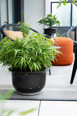 Green boutiQ - Bamboe - Fargesia robusta Pingwu - Bladhoudend - Niet Woekerend - Groen - 12 Planten - Pot 14cm - Hoogte 35cm