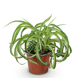 Green boutiQ - Kamerplant - Chlorophytum comosum Bonnie - Krullende Graslelie - Huisdiervriendelijke Plant - Groen - 1 Plant - Pot 12cm - Hoogte 20cm