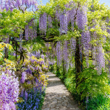 Green boutiQ - Blauwe regen - Wisteria floribunda Prolific - Bloem Blauw- 1 plant - Pot 11cm Hoogte 40cm