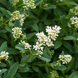 Green boutiQ - 8x Ligustrum ovalifolium - Gewone Liguster - Haagplanten - Groenblijvend - Groen - Pot 9cm - Hoogte 35-45cm