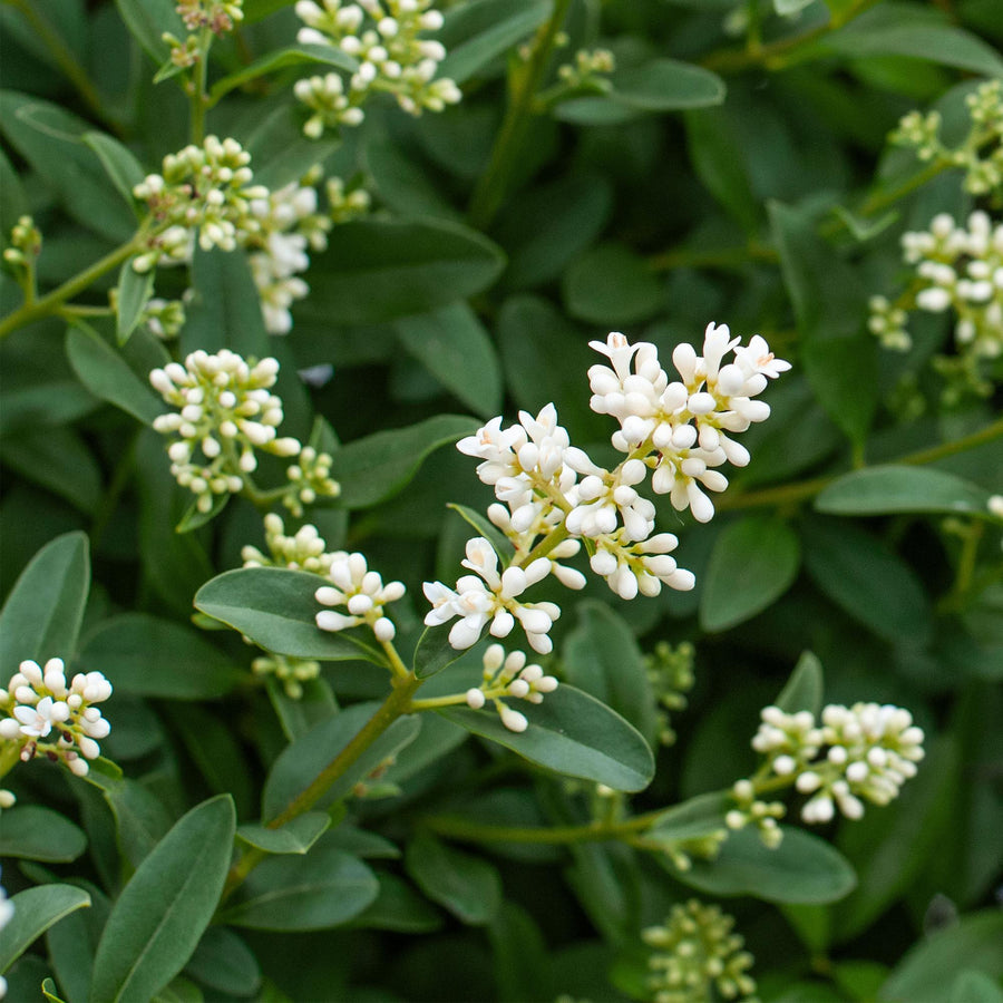 Ligustrum ovalifolium — Ligusterhaag, 8 stuks, 35-45 cm