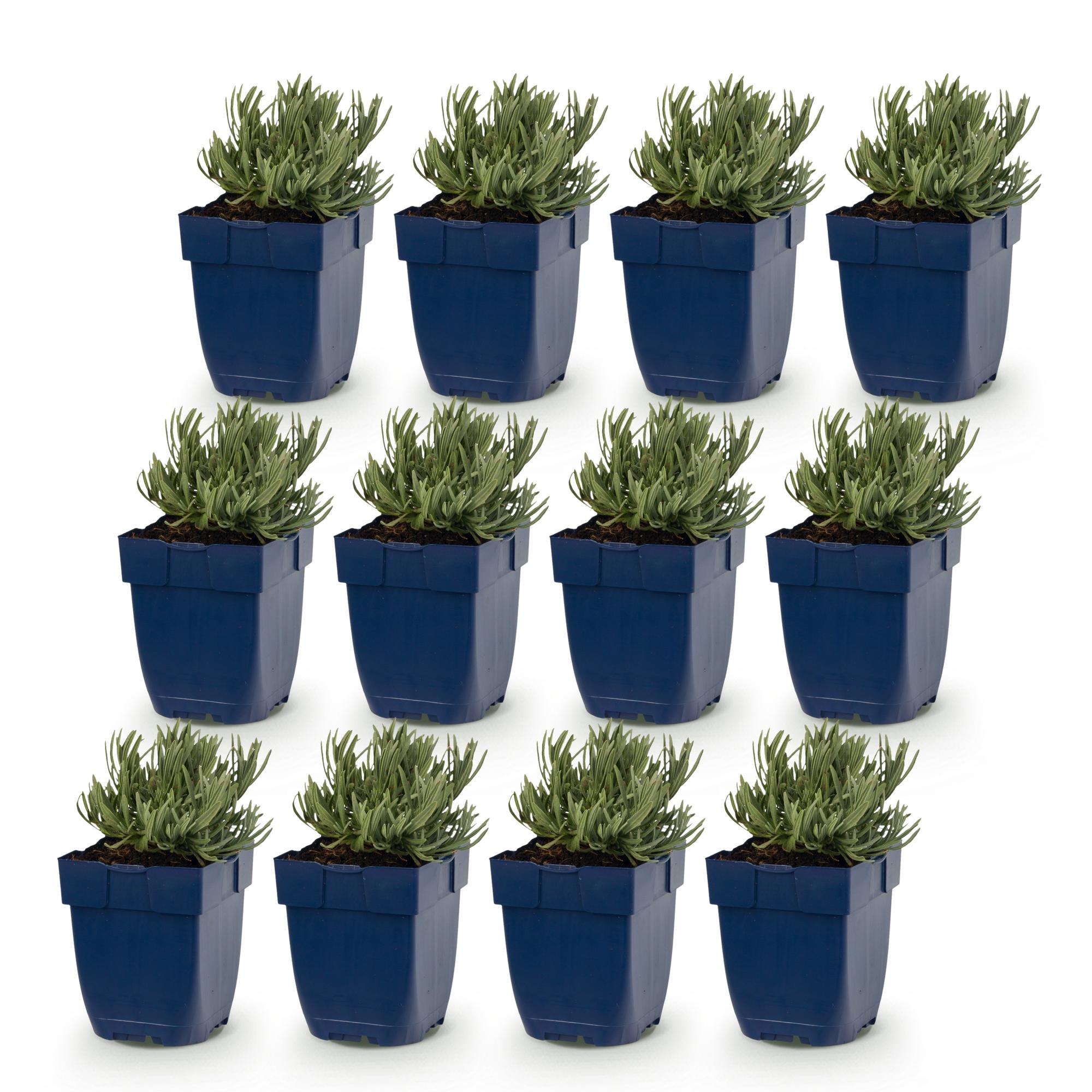 Green boutiQ - Vasteplant - Lavandula Tricolour - Lavendel - Geurend - Blauw - Roze - Wit - 12 Planten - Pot 11cm - Hoogte 15-25cm