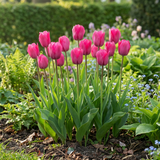 Tulpenbollen Triumph Pink — roze triomftulp, 120 stuks (maat 11/12)