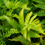 6x Polystichum set. 'Herrenhausen'- ↕10-25cm - Ø9cm