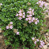 Green boutiQ - Vasteplant - Thymus praecox Minor - KruipTijm - Geurend - Roze - 1 Plant - Pot 11cm - Hoogte 15-25cm