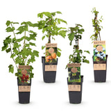 Green boutiQ - Fruitplant - Ribes -Rubes-Vaccinium Mix - Rainbow - Winterhard - Rode Bes - Zwarte Braam - Gele Framboos - Blauwe Bes - 4 Planten - Pot 15cm - Hoogte 50cm