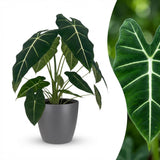 Green boutiQ - Kamerplant - Olifantsoor - Alocasia Frydek - Groen - Weinig onderhoud - 1 Plant - met Potter Grijs - Pot 19cm - Hoogte 60cm