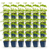 Green boutiQ - Vasteplant - Delphinium (P) Black Knight - Ridderspoor - Bijen en Vlinderlokkers - Paars - 24 Planten - Pot 11cm - Hoogte 15-25cm