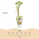 Green boutiQ - Fruitplanten - Wiite Bes - Ribes rubrum Witte Hollander - Winterhard - 6 Planten - Pot 9 cm - Witte Bes