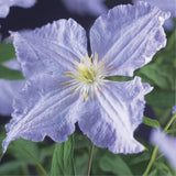 Green boutiQ - Klimplant - Clematis Blue Angel - Bloem Licht Blauw - Weinig onderhoud -2 planten -Pot 11cm Hoogte 40cm