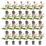 Green boutiQ - 24x Photinia fraseri Red Robin - Glansmispel - Haagplanten - Groenblijvend - Rood - Pot 9cm - Hoogte 25-35cm