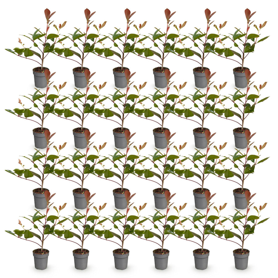 Photinia fraseri Red Robin — Glansmispelhaag, 24 stuks, 25-35 cm