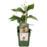 6 x Biologische kiwiplanten — 6 stuks — Ø13 cm, 20 cm hoog
