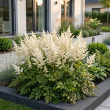 Green boutiQ - Vasteplant - Astilbe (J) Deutschland - Pluimspirea - Schaduw - Wit - 24 Planten - Pot 11cm - Hoogte 15-25cm