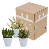 Crassula mix 8.5 cm - 3x - in witte pot