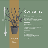 6x Panicum virgatum ‘Rotstrahlbusch’ – Siergras met warme herfstkleuren | Potmaat 12 cm