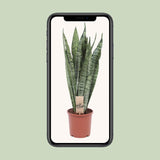 Sansevieria Zeylanica - Ø17cm - ↕60cm