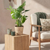 Green BoutiQ - Green is... Kamerplanten - Monstera Deliciosa - Gatenplant - Weinig onderhoud - Groen - 1 Plant - Pot 21cm - Hoogte 70-80cm