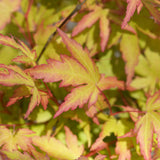 Green boutiQ - Tuinplant - Acer palmatum Sangokaku - Groen - 1 Plant - Bladverliezend - Weing Onderhoud - Pot 12cm Hoogte 35cm