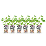 Green boutiQ - Fruitplanten - Jostabes - Ribes Jostabes - Winterhard - 6 Planten - Pot 9 cm - Zwarte Bes