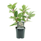 Green boutiQ - Pluim Hortensia - Hydrangea panniculata Wims Red - Bloem Wit Rood- 1 Plant - Bladverliezend - Grote Bloemen - Pot 17cm Hoogte 50cm