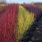 Green boutiQ - Heesters - Cornus alba Tricolour - Mix van Rode, Groene En Paarse Takken - 3 Planten - Bladverliezend - Weinig Onderhoud - Pot 17cm Hoogte 45cm