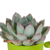Vetplanten mix 5.5 cm - 5x - in gekleurde plasticpot