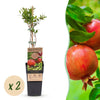 Green boutiQ - Fruitplant - Punica granatum - Granaatappel - Winterhard - Rood-Oranje Vrucht - 2 Planten - Pot 15cm - Hoogte 50cm