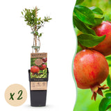 Green boutiQ - Fruitplant - Punica granatum - Granaatappel - Winterhard - Rood-Oranje Vrucht - 2 Planten - Pot 15cm - Hoogte 50cm