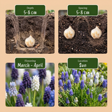 50x Muscari Magic mix - Druifhyacint - Diversen - Verwilderingsbol - Bolmaat 7/8