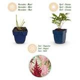 Green boutiQ - Vasteplant - Astilbe Tricolour - Pluimspirea - Schaduw - Paars - Roze - Wit - 6 Planten - Pot 11cm - Hoogte 15-25cm