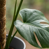 Green boutiQ - Kamerplant - Gatenplant - Monstera Deliciosa mosstok - Groen - Weinig onderhoud - 1 Plant - met Potter Grijs - Pot 19cm - Hoogte 90cm