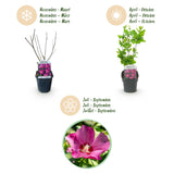 Green boutiQ - Heesters - Hibiscus syriacus Woodbridge - Bloem Roze - 1 Plant - Bladverliezend - Weinig Onderhoud - Pot 17cm Hoogte 45cm