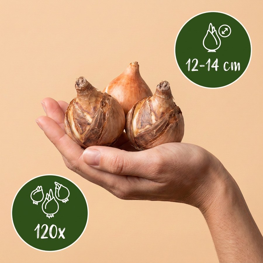 Narcisbollen Carlton — geel, 120 stuks (bolmaat 12/14)