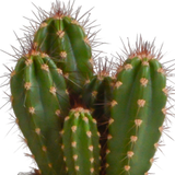 Cereus mix 10,5cm - 3x - in witte pot