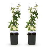 Green boutiQ - Passiebloem - Passiflora Avalanche- BloemWit- Weinig onderhoud - 2 planten - Pot 11cm Hoogte 40cm