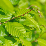 Green boutiQ - Haagplanten - Carpinus betulus -blad groen - 6 planten - 1 strekkende meter - bladverliezend - pot 17cm hoogte 55cm