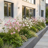 Green boutiQ - Vasteplant - Anemone Tricolour - Herfst Anemone - Schaduw - Donker Roze - Roze - Wit - 24 Planten - Pot 11cm - Hoogte 15-25cm