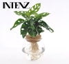 Monstera Adansonii in Bolglas + Klikkurk - Ø12cm - ↕25cm
