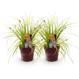 Green boutiQ - Siergrassen -Carex oshimensis Everillo - Geel - 2 Planten - Bladhoudend - Weinig Onderhoud - Pot 17cm Hoogte 50cm