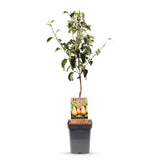 Green boutiQ - Fruitboom - Pyrus communis Conference - Perenboom - Winterhard - Groene Peer - 1 Plant - Pot 21cm - Hoogte 90cm