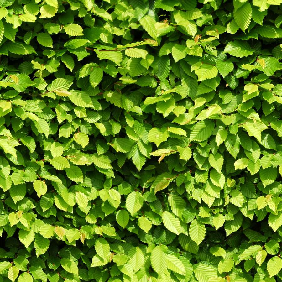 Carpinus Betulus — Haagbeukhaag, minipallet 50 stuks, 60-80 cm