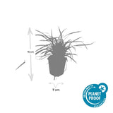 48x Carex morrowii 'Aureovariegata'- ↕10-25cm - Ø9cm