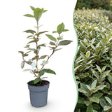 Green boutiQ - 40x Eleagnus ebbingei Compacta - Olijfwilg - Haagplanten - Groenblijvend - Grijs - Pot 9cm - Hoogte 25-35cm