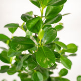 Ficus microcarpa Moclame - Ø21cm - ↕95cm + Pot Mayk Gold