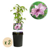 Green boutiQ - Klimplant - Clematis Pink Fantasy - Bloem Roze - Weinig onderhoud -2 planten -Pot 11cm Hoogte 40cm