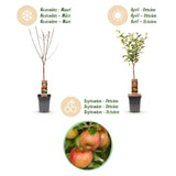 Green boutiQ - Fruitboom - Malus domestica Elstar - Appelboom - Winterhard - Rood-Groene Appel - 1 Plant - Pot 21cm - Hoogte 90cm