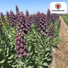 Keizerskroonbollen Purple Favorite — 5 stuks