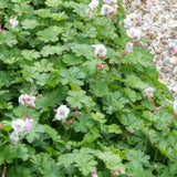 24x Geranium cant. 'Biokovo' - ↕10-25cm - Ø9cm